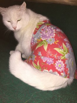 Клуб фелинологов-любителей  - 47EA0297-698A-4FFF-8C83-7644A404EA9C.jpeg