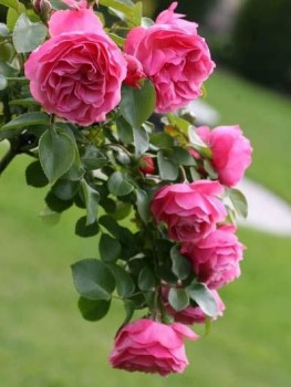 Замужество - не для меня? - 1559965975.jpg