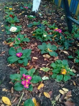 Декоративные садовые растения. - 20191025_163919.jpg