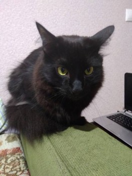 Кошачьи болезни и другие ветеринарные вопросы по кошкам - IMG_20191027_183025.jpg