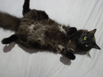 Клуб фелинологов-любителей  - IMG_20190823_221133.jpg