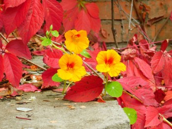 Декоративные садовые растения. - DSCN6290.JPG