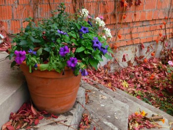 Декоративные садовые растения. - DSCN6619a.JPG