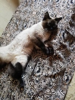 Клуб фелинологов-любителей  - IMG_20191027_141445.jpg