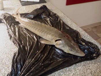 Чем сегодня занимались - 20191102_201739~2.jpg