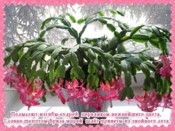 Доброго утра Хорошего дня Спокойной ночи  - image.jpg