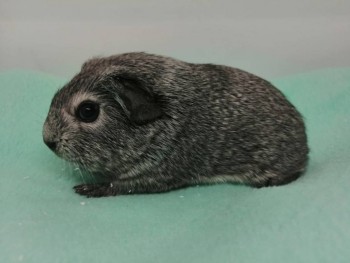 Кого из животных вы содержите? Фото приветствуется. - de747125-4d3c-496a-8078-5706a8f4383d.jpg