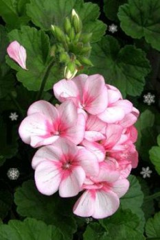 Доброго утра Хорошего дня Спокойной ночи  - image.jpg