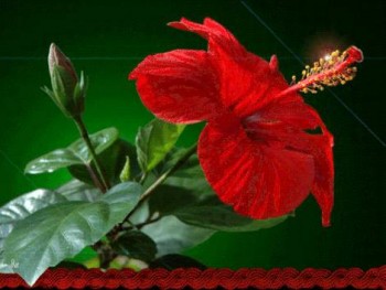 Доброго утра Хорошего дня Спокойной ночи  - image.jpg