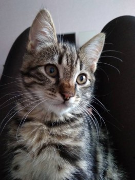 Клуб фелинологов-любителей  - IMG_20191204_142214.jpg