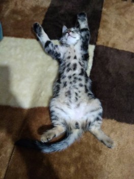 Клуб фелинологов-любителей  - IMG_20191204_204029.jpg