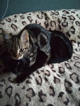 Клуб фелинологов-любителей  - IMG_20191209_135916.jpg