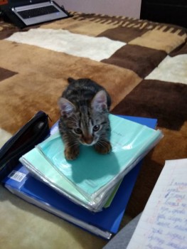 Клуб фелинологов-любителей  - IMG_20191209_150721.jpg