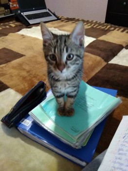 Клуб фелинологов-любителей  - IMG_20191209_150717.jpg