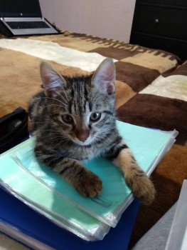 Клуб фелинологов-любителей  - IMG_20191209_151150.jpg