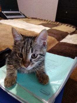 Клуб фелинологов-любителей  - IMG_20191209_151100.jpg