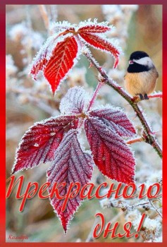 Доброго утра Хорошего дня Спокойной ночи  - image.jpg