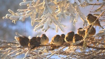 Доброго утра Хорошего дня Спокойной ночи  - image.jpg