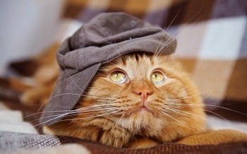 Доброго утра Хорошего дня Спокойной ночи  - IMG_20190727_125705.jpg