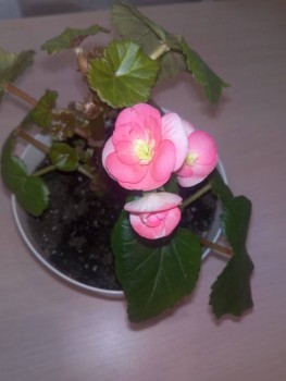 Мои комнатные растения. - IMG_20191231_105714.jpg