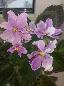 Мои комнатные растения. - IMG_20191231_105917.jpg