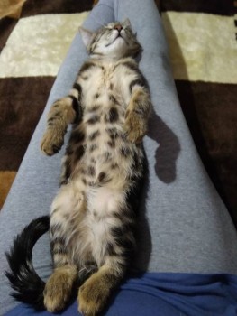 Клуб фелинологов-любителей  - IMG_20200105_214415.jpg