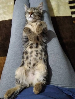 Клуб фелинологов-любителей  - IMG_20200105_213938.jpg