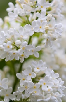 Доброго утра Хорошего дня Спокойной ночи  - jPrwDqLF45o.jpg