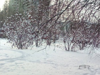 Поговорим о погоде - IMG_20200120_145902.jpg