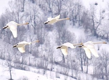 Доброго утра Хорошего дня Спокойной ночи  - IMG_20200122_233853.jpg