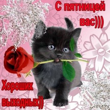 Доброго утра Хорошего дня Спокойной ночи  - 3F304C55-89C4-4828-BF3C-E4F4F10D320D.jpeg