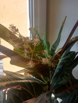 Мои комнатные растения. - IMG_2020-01-25_121202_HDR.jpg