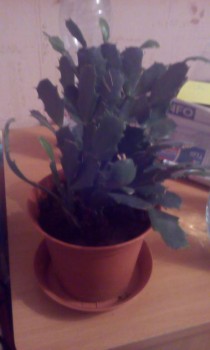 Мои комнатные растения. - IMG_20200130_215732.jpg