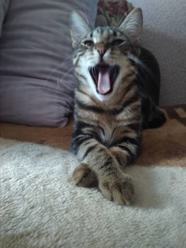 Клуб фелинологов-любителей  - -dkLT12CKgo.jpg