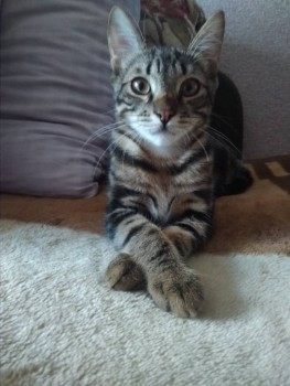 Клуб фелинологов-любителей  - EaqhFl1Sklk.jpg