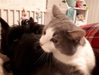 Котя и Булат