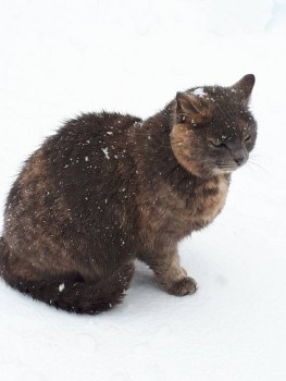 Матильда, моя старшенькая