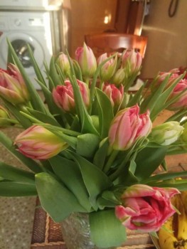 Декоративные садовые растения. - IMG-20200212-WA0002.jpg