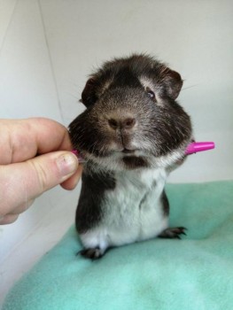 Кого из животных вы содержите? Фото приветствуется. - 0af7048a-4e97-4577-b95e-e8c45420ebc6.jpg