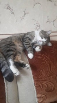 Кого из животных вы содержите? Фото приветствуется. - 20200222_103112.jpg