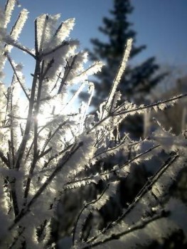 Доброго утра Хорошего дня Спокойной ночи  - image.jpg