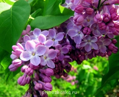 А какие Вы любите цветы? - 1482098-d30ec533d0c35b74.jpg