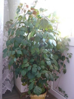 Мои комнатные растения. - P1080462.JPG