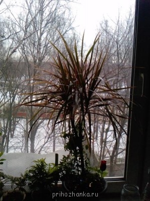 Извиняюсь за качество, фотографировала на телефон.