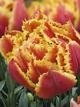 Доброго утра Хорошего дня Спокойной ночи  - image.jpg