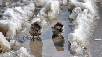 Доброго утра Хорошего дня Спокойной ночи  - image.jpg