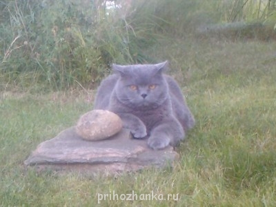 Остапчик, британец, отдыхает на даче