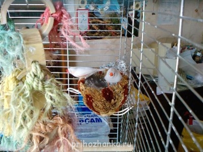 Амадинчики в гнезеде с яйцами