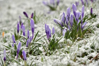 Доброго утра Хорошего дня Спокойной ночи  - image.jpg