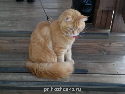 Кого из животных вы содержите? Фото приветствуется. - 05012012914_.jpg